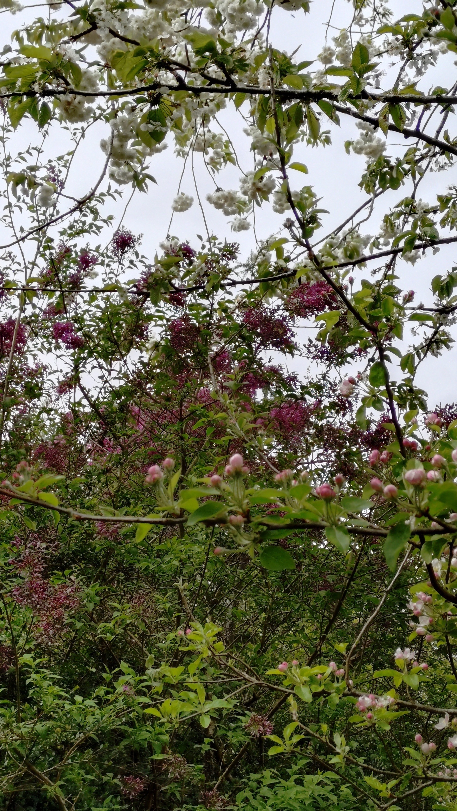 View through several layers of garden tree greenery: Foreground, white+pink apple tree buds, middle ground: white fluffy cherry tree blossom, background purple  Syringa pubescens ("Miss Kim"?) tall shrubbery