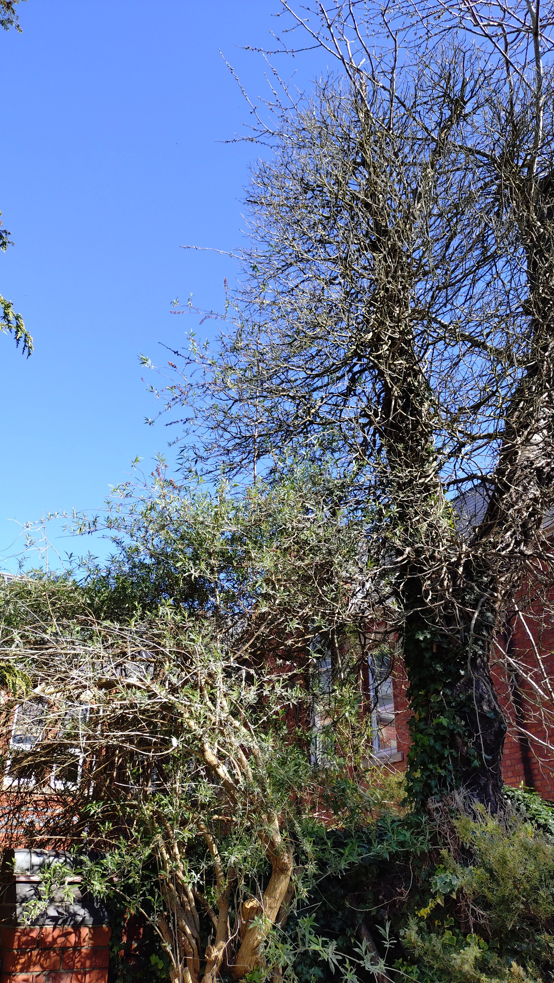 Buddleia bush (left) next to ivy-covered tree, which looks dead but has buds on the top most branches. The buddleia bush seems to be trying to rival the tree for height (by sending one shoot up quite tall which is possibly being helped by ivy)